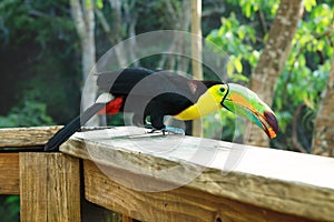 Jumping Keel-billed Toucan, Ramphastos sulfuratus, in Macaw Mountain Bird Park, Copan Ruinas, Honduras