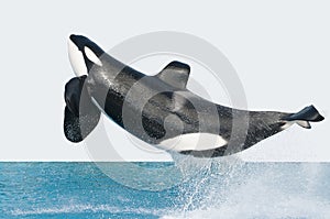 Jumping killer whale