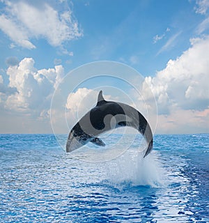 Jumping killer whale