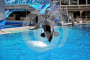 Jumping killer whale in San Diego