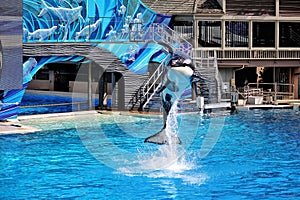 Jumping killer whales