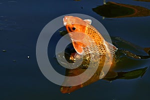 A jumping koi fish,  Cyprinus carpio in close-up
