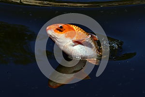 A jumping koi fish,  Cyprinus carpio in close-up