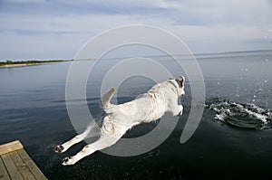 Jumping Labrador Retriever