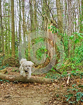 Jumping maltese shih tzu mixed dog