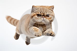 Jumping Moment, Exotic Shorthair Cat On White Background