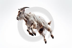 Jumping Moment, Goat On White Background