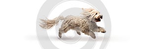 Jumping Moment, Komondor Dog On White Background Jumping Moment, Komondor Dogs, White Backgrounds, E