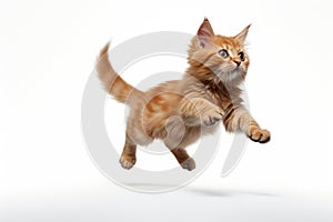 Jumping Moment, Manx Cat On White Background