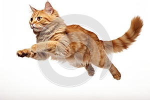 Jumping Moment, Manx Cat On White Background