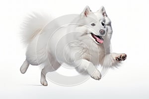 Jumping Moment, Samoyed Dog On White Background