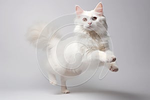 Jumping Moment, Turkish Van Cat On White Background