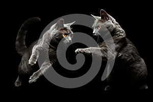 Jumping Moment, Two Chartreux Cats On Black Background