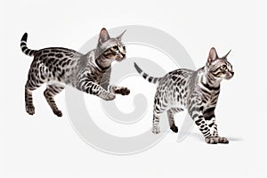 Jumping Moment, Two Egyptian Mau Cats On White Background