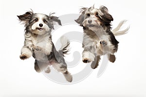 Jumping Moment, Two Ragamuffin Dogs On White Background