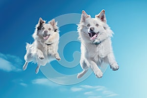 Jumping Moment, Two Siberian Dogs On Sky Blue Background