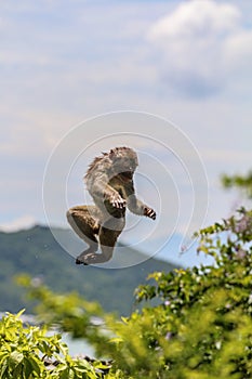 Jumping monkey