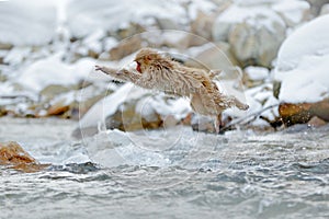 Jumping monkey. Action monkey wildlife scene from Japan. Monkey Japanese macaque, Macaca fuscata, jumping across winter river