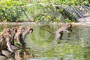 Jumping monkey directly above