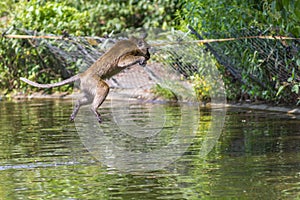 Jumping monkey directly above