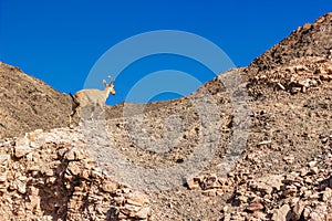 Jumping mountain goat animal photography in wilderness highland sharp rocky natural environment and blue sky background, panoramic