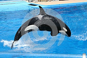 Jumping Orca