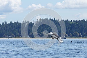 Jumping Orca or killer whale