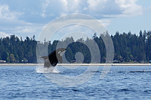 Jumping Orca or killer whale