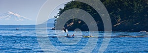 Jumping orca whale near canoeist