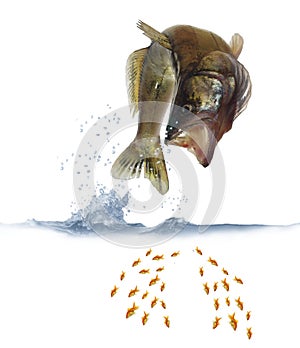 Jumping out for fish zander