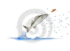 Jumping out for fish zander