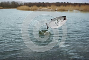 Jumping out from water salmo photo