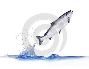Jumping out from water salmon