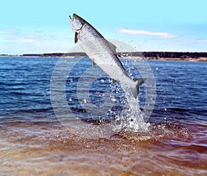 Jumping out from water salmon
