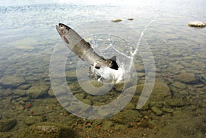 Jumping out from water trout