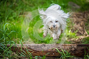 Jumping over a tree trunk