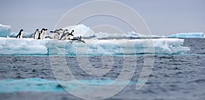 Jumping penguin. An Adelie (AdÃ©lie) penguin dives into sea from an iceberg.