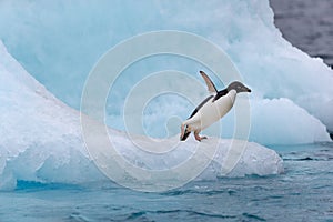 Jumping penguin. An Adelie (AdÃ©lie) penguin dives into sea from an iceberg.