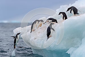 Jumping penguin. An Adelie (AdÃ©lie) penguin jumps on to an iceberg.