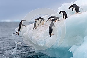 Jumping penguin. An Adelie (AdÃ©lie) penguin jumps on to an iceberg.