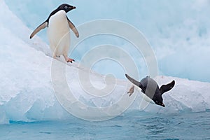 Jumping penguin. An Adelie (AdÃÂ©lie) penguin dives into sea from an iceberg.