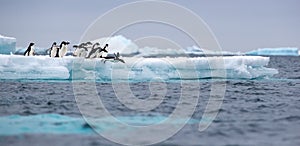 Jumping penguin. An Adelie (AdÃÂ©lie) penguin dives into sea from an iceberg.