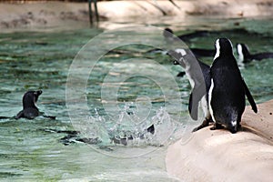 Jumping Penguin Zoo