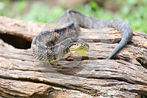 Jumping Pit Viper (atropoides Mexicanus)