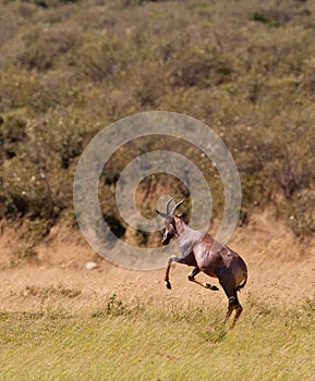 A jumping playful Topi Antelope