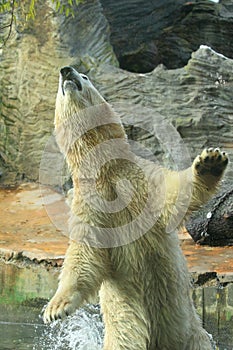 Jumping polar bear