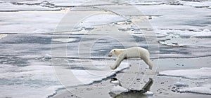 Jumping polar bear