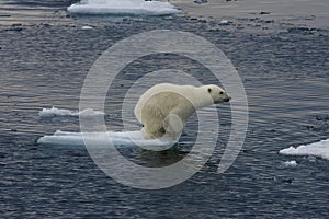 Jumping Polar bear cub 1