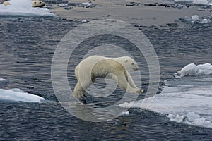 Jumping Polar bear cub 2