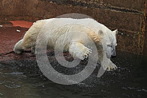 Jumping polar bear juvenile